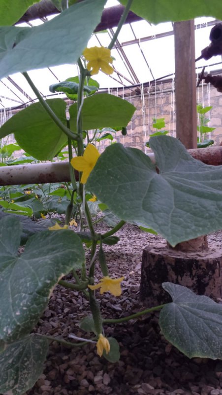 Какой кредит бизнесу не вредит?