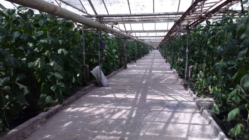 Какой кредит бизнесу не вредит?