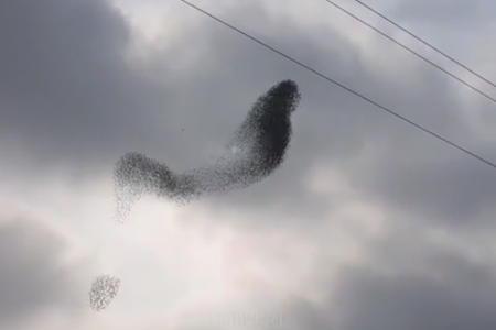 «Начало фильма про апокалипсис» — птицы устроили настоящее шоу в небе