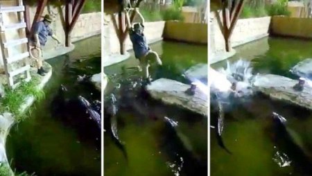 В США экстремал сорвался с тарзанки в бассейн с аллигаторами