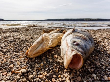 Побережье Урала на западе Казахстана усыпано мертвой рыбой