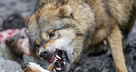 Охотники, съевшие сырое сердце волка, шокировали казахстанцев