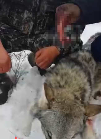Охотники, съевшие сырое сердце волка, шокировали казахстанцев