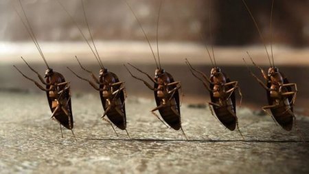 В Китае для уничтожения мусора выращивают армию тараканов