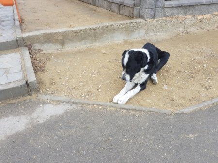 Найдена собака