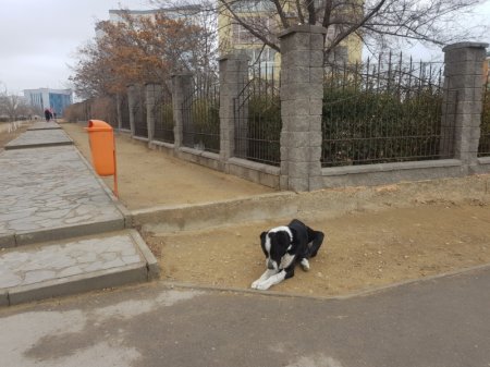 Найдена собака