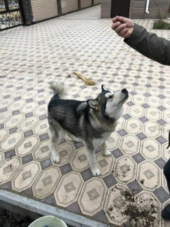 Кто ищет собаку?