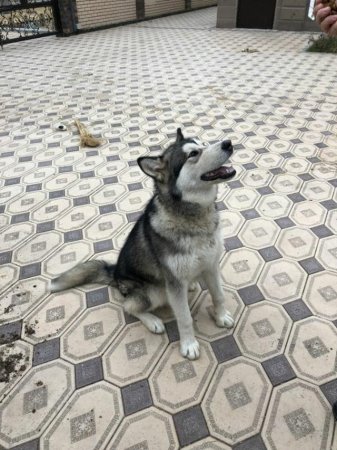 Кто ищет собаку?