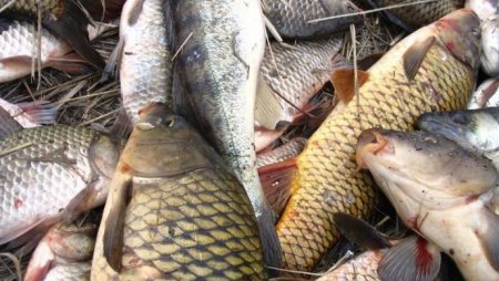 Из Атырауской области ограничили вывоз рыбы после массовой гибели