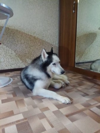 Пропала хаски