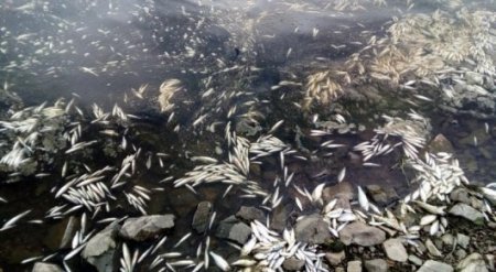 63 тонны погибшей рыбы собрали на реке Урал