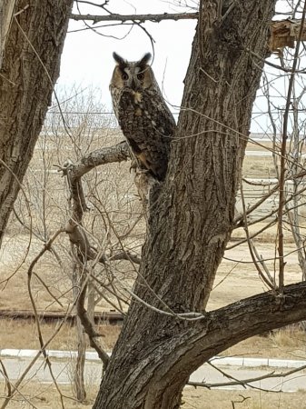 М - Маскировка.  Фото с территории МАЭК