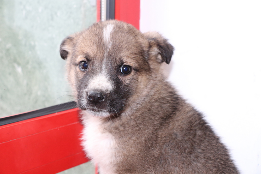 Ищу хозяина