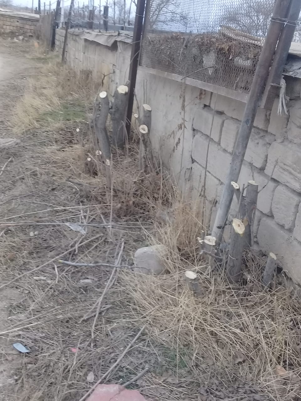 Воры стали причиной вырубки деревьев в гаражном сообществе в Актау