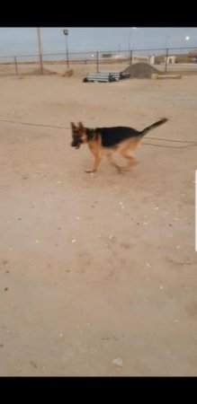 Пропала собака