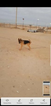 Пропала собака