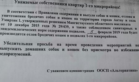 В Актау защитников животных возмутило объявление о планируемом отлове бродячих кошек в подвалах