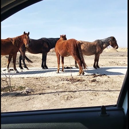 Лошади вернулись в Актау