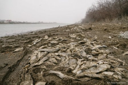 Почему умирает рыба в Атырау? Загадочная история с берегов Урала 
