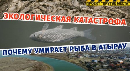 Почему умирает рыба в Атырау? Загадочная история с берегов Урала 