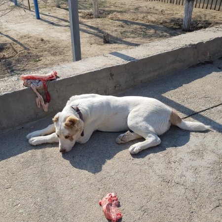 Пропала собака