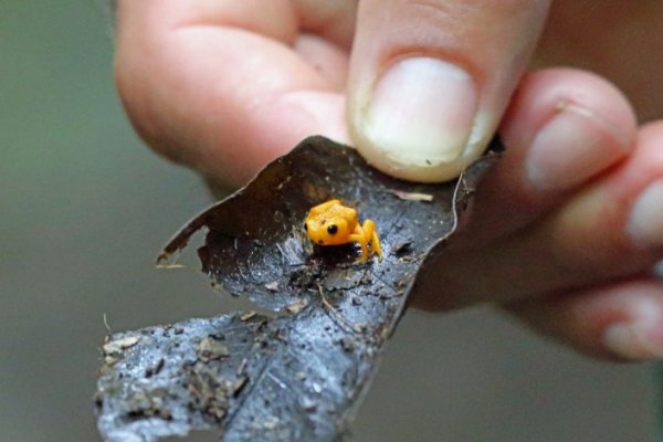 Редких светящихся жаб нашли в Бразилии