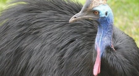 Самая опасная в мире птица убила хозяина в США
