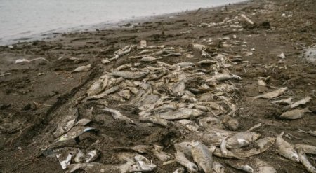 МВД назвало причину массовой гибели рыбы в Атырау 