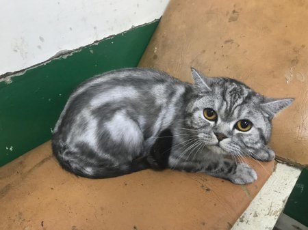 Найден кот Шотландской породы