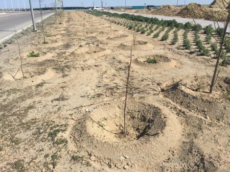 Хушид Акрамходжаев: Павловнии в Актау выдержали зиму