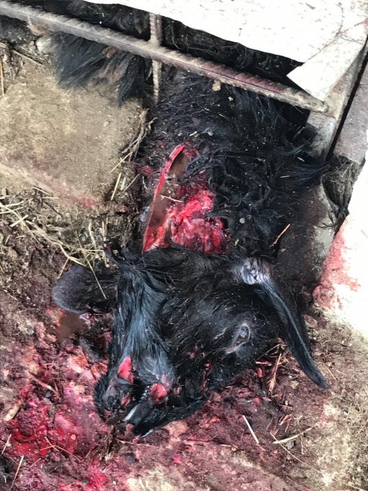 Невиданный зверь: Жители Атырау установили убийцу домашнего скота