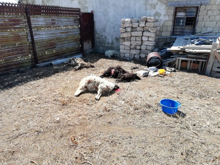 Невиданный зверь: Жители Атырау установили убийцу домашнего скота