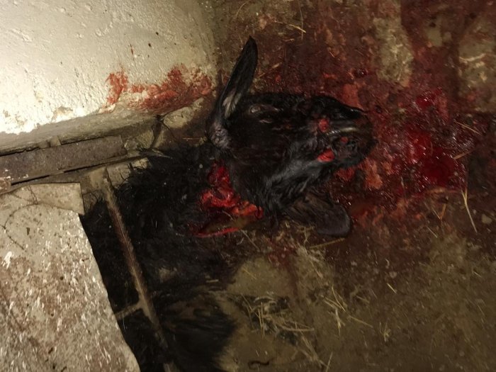 Невиданный зверь: Жители Атырау установили убийцу домашнего скота