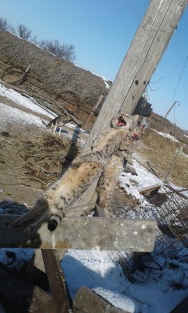 Невиданный зверь: Жители Атырау установили убийцу домашнего скота
