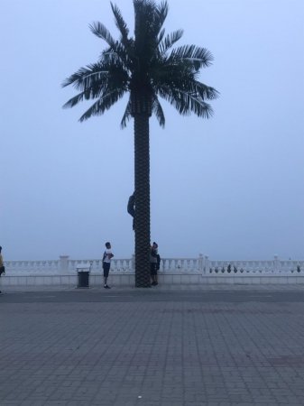 На пальму за кокосами?