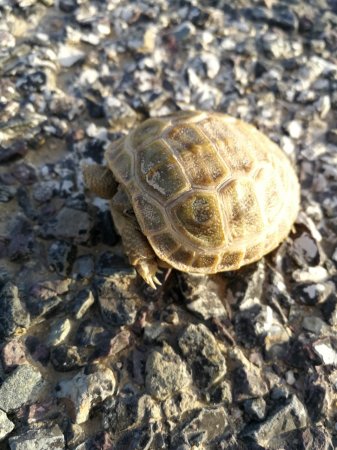 Трасса Форт-Шевченко. Прошу водителей быть предельно внимательными ВИДЕО