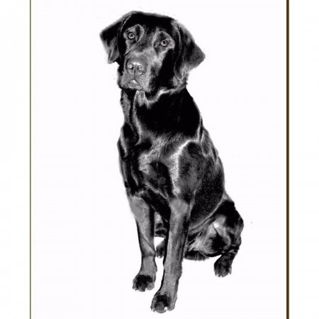 Пропал черный лабрадор