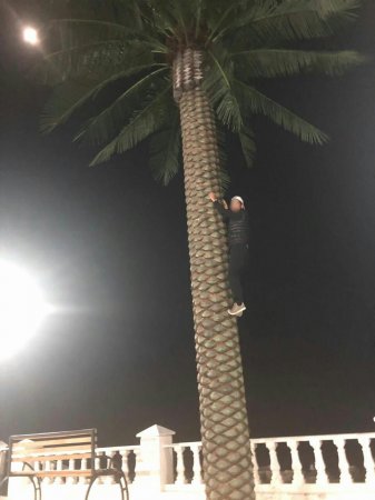 Опять за кокосами?