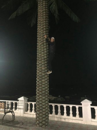 Опять за кокосами?