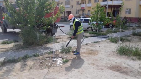 Не решен вопрос полива  деревьев внутри микрорайонов Актау