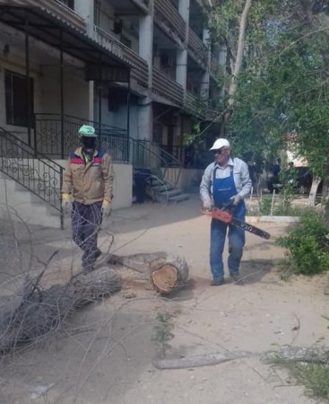 Не решен вопрос полива  деревьев внутри микрорайонов Актау