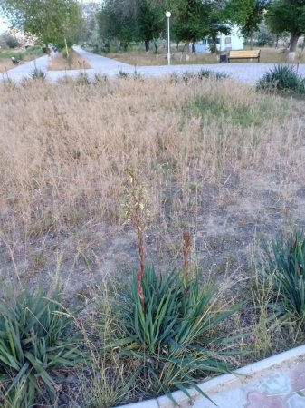 Вот такая клумба в парке