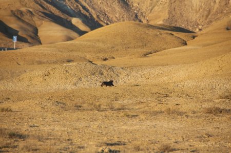 Испугались друг друга: Житель Актау сфотографировал дикую кошку