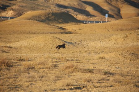 Испугались друг друга: Житель Актау сфотографировал дикую кошку