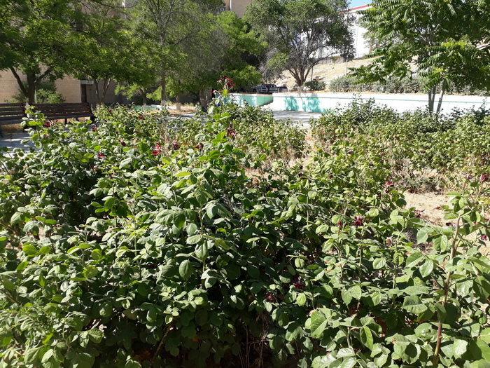 Сохнут розы