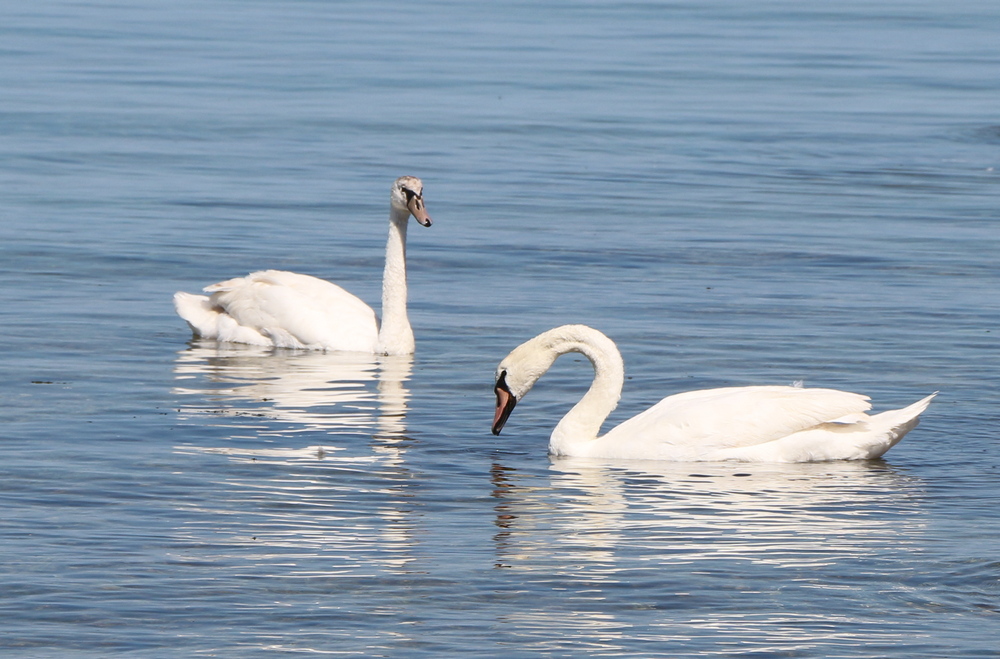 Возле набережной 15 микрорайона два лебедя