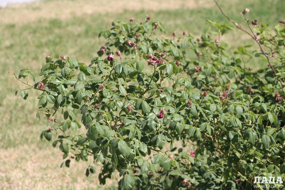 Фоторепортаж: Состояние зеленых насаждений на аллее Победы в Актау