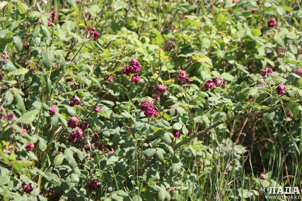 Фоторепортаж: Состояние зеленых насаждений на аллее Победы в Актау