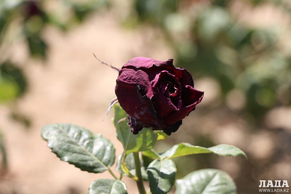 Фоторепортаж: Состояние зеленых насаждений на аллее Победы в Актау