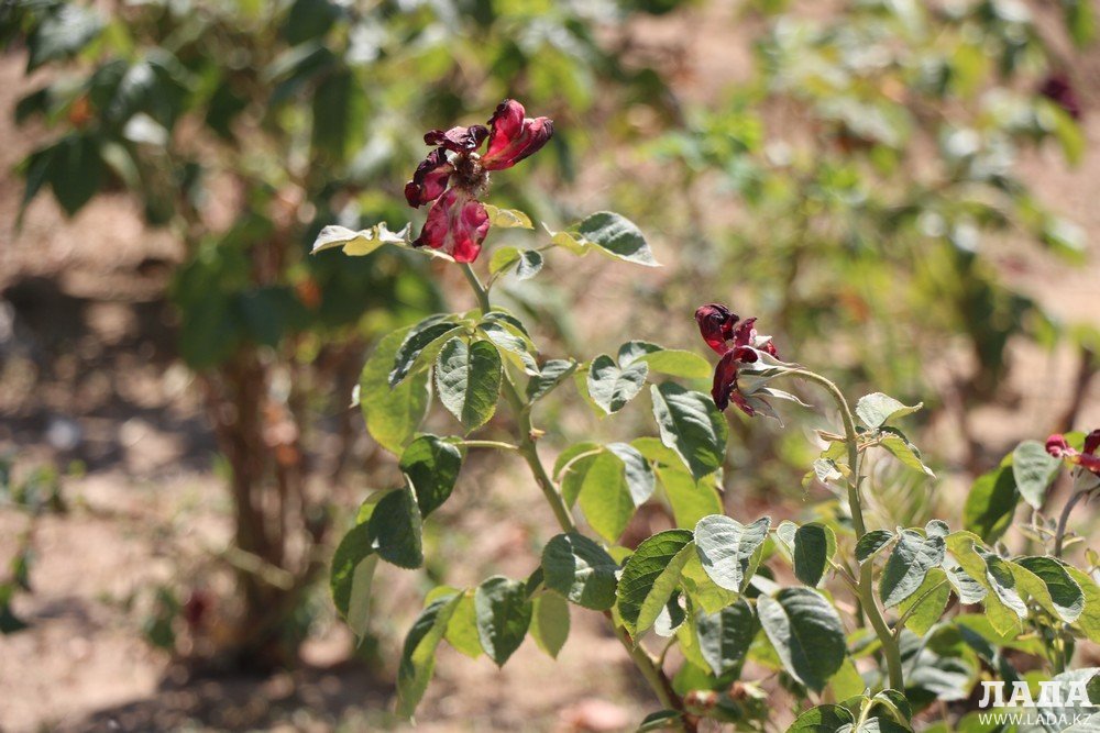 Фоторепортаж: Состояние зеленых насаждений на аллее Победы в Актау